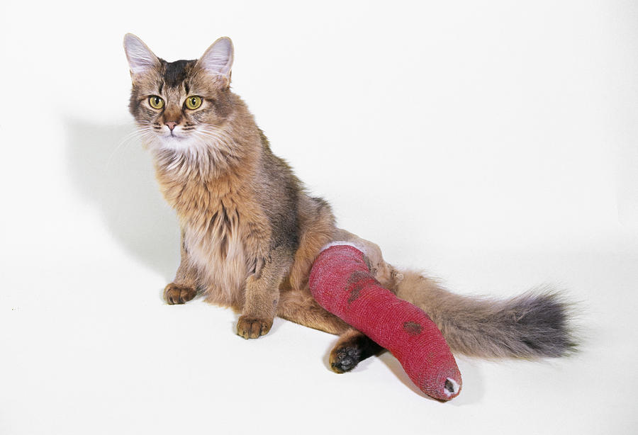 Cat In Plaster Cast Photograph by John Daniels