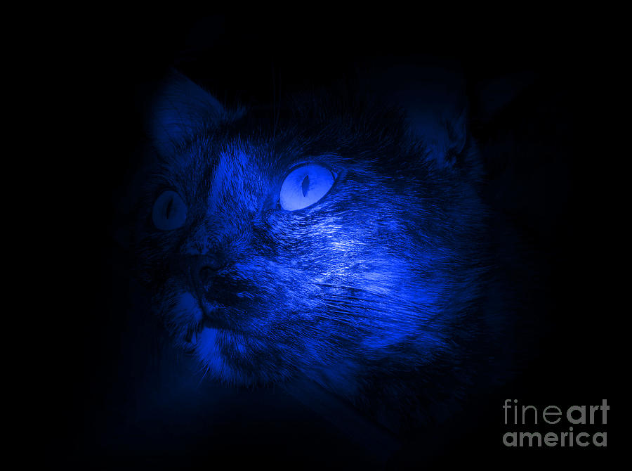 Cat face in blue black Photograph by Oksana Semenchenko