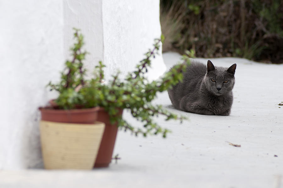 cat in relax - A grey cat relaxed in a mediterranean street with traditional pottery Photograph by Pedro Cardona Llambias