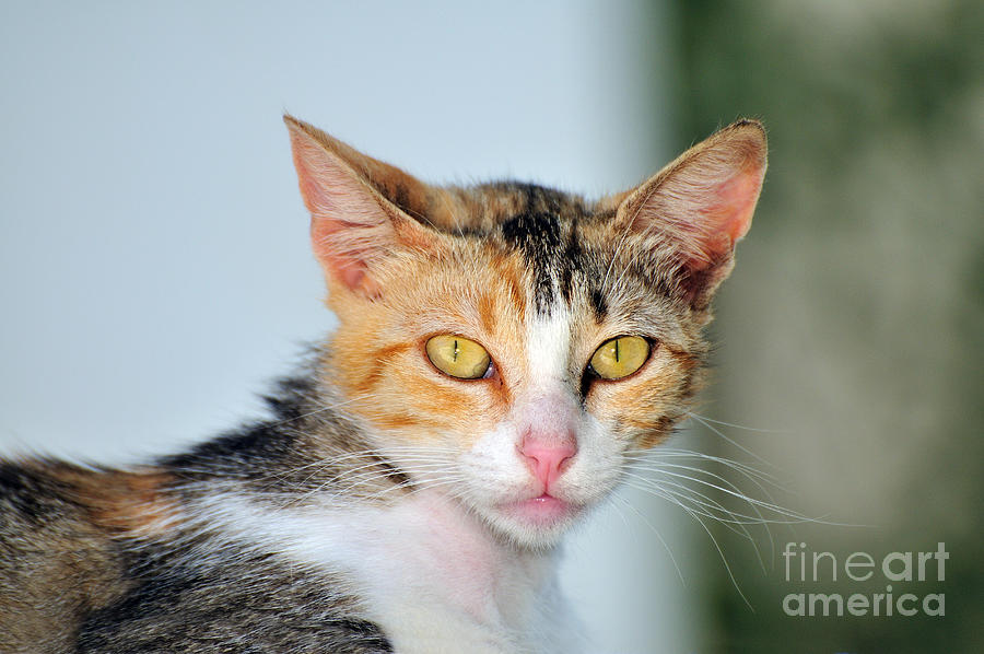 Cat in Sifnos island Photograph by George Atsametakis