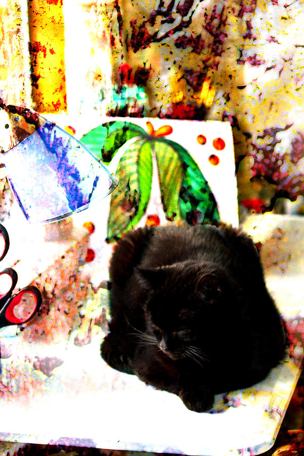 Cat In The Art Studio Photograph by Marie Jamieson