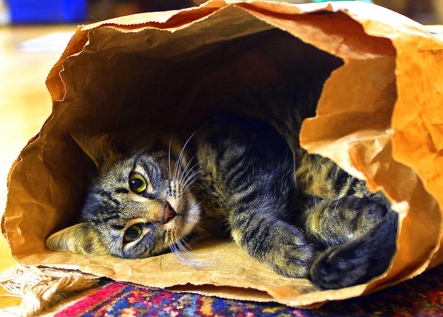 Cat Photograph - Cat in the bag by Merle Ann Loman