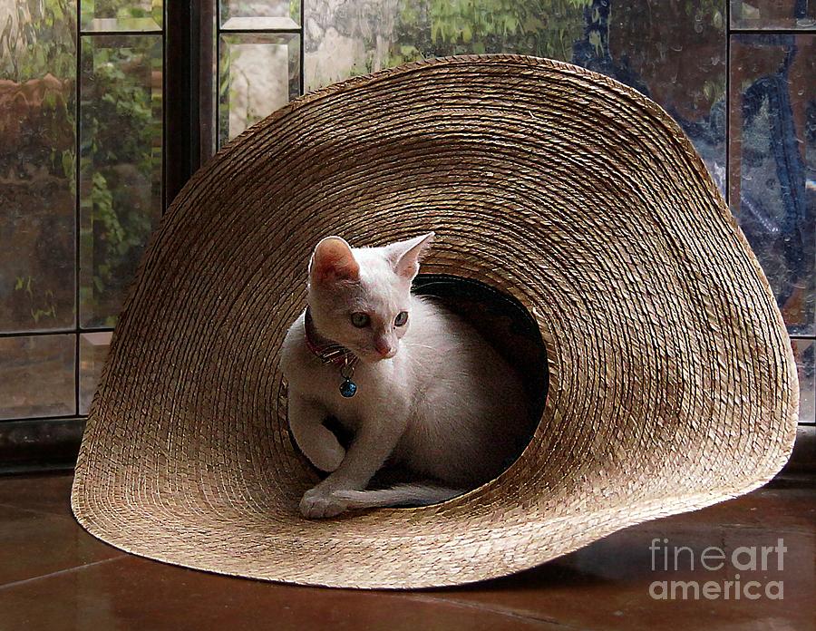Cat In The Hat 2 Photograph by John  Kolenberg