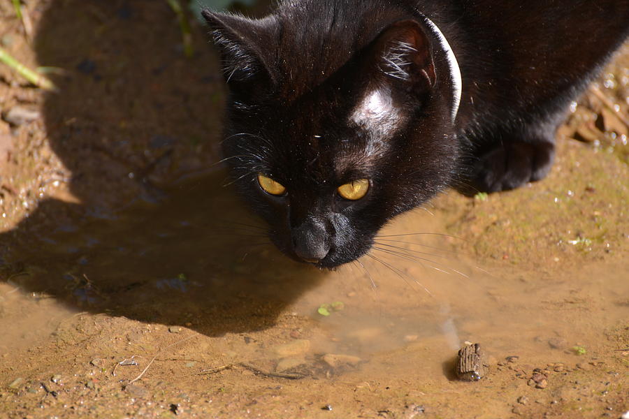 Cat in the Mud Photograph by Lillian Singer Fine Art America