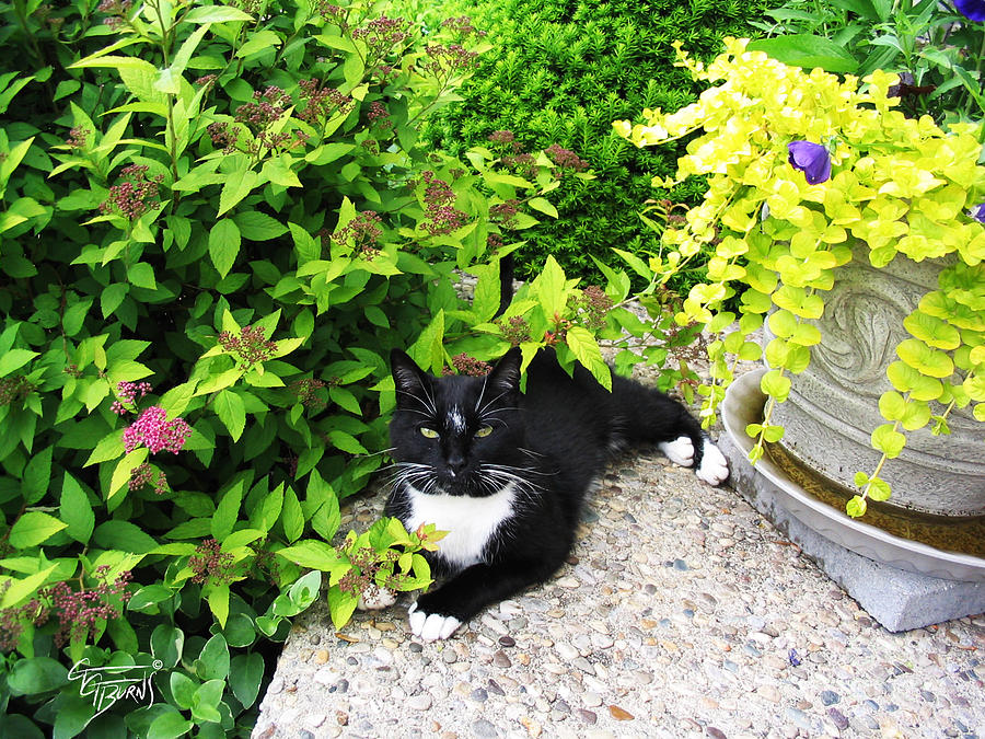 Cat in the Shrubs Photograph by GG Burns - Fine Art America