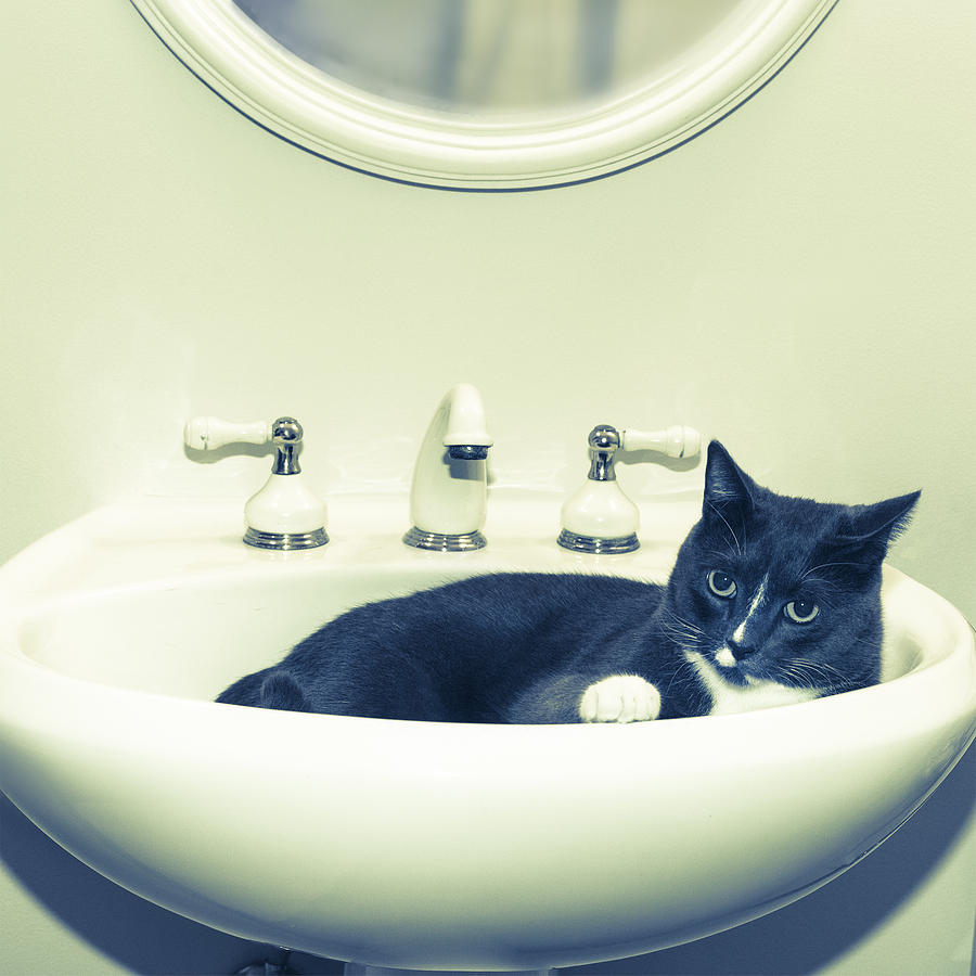 Cat In The Sink Digital Art by Susan Stone