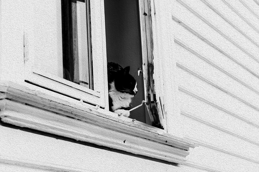 Cat In The Window Photograph by Bill Howard