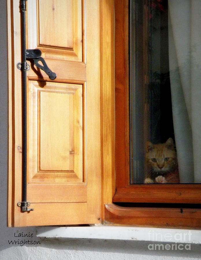Cat in the Window Photograph by Lainie Wrightson