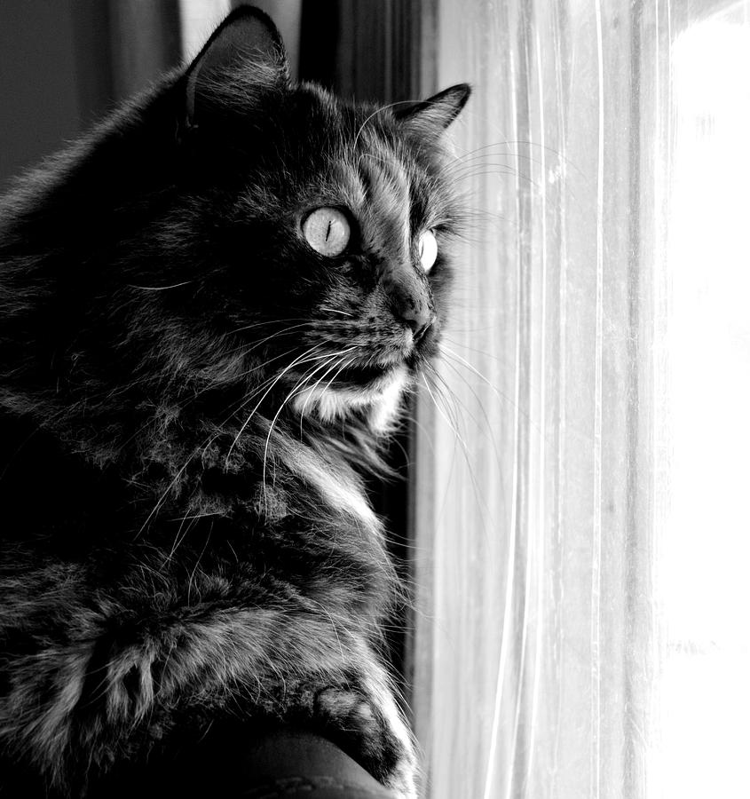 Cat in the Window Photograph by Megan Luschen - Fine Art America