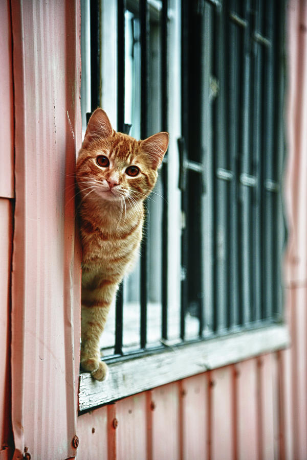 Portrait Photograph - Cat In Valparaiso by Riccardo Vallini Pics