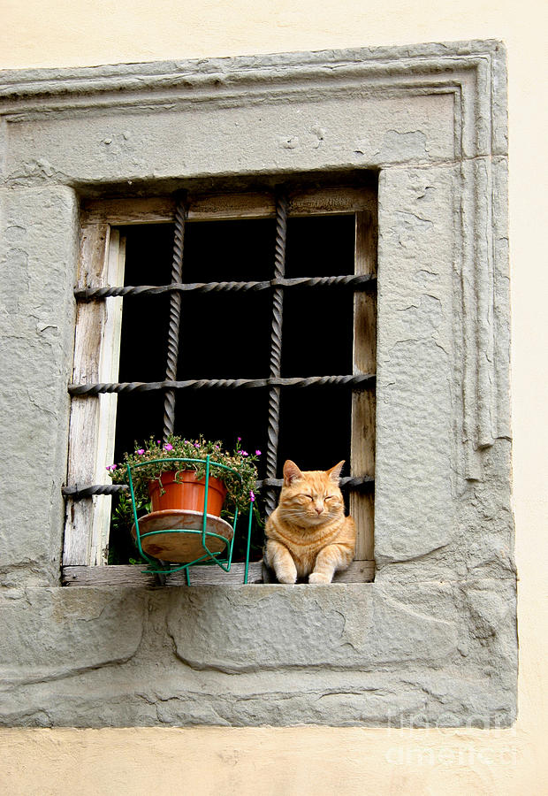 Cat In Window Photograph by Holly C. Freeman | Fine Art America