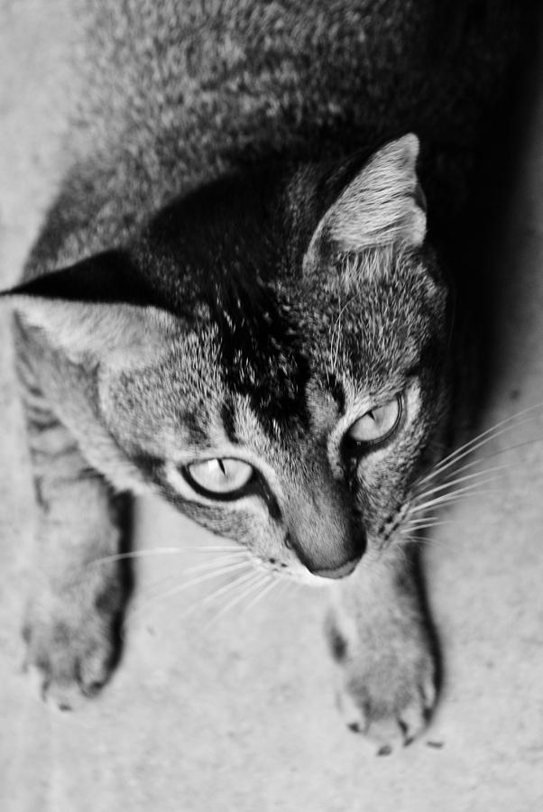 Black And White Photograph - Cat by Izwan Amrul