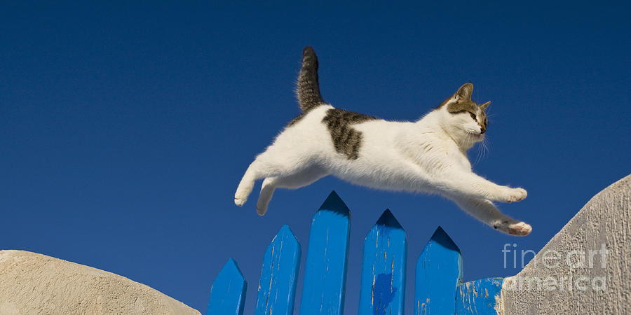 cat jumping over gate