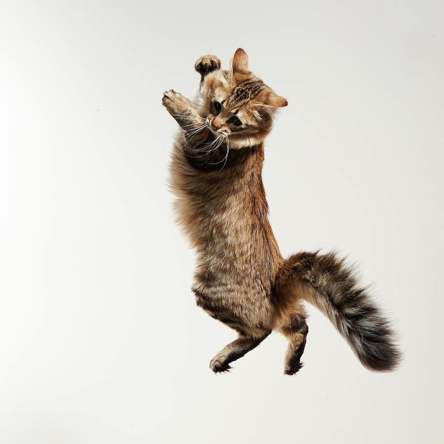 Cat Jumping Photograph by Akimasa Harada