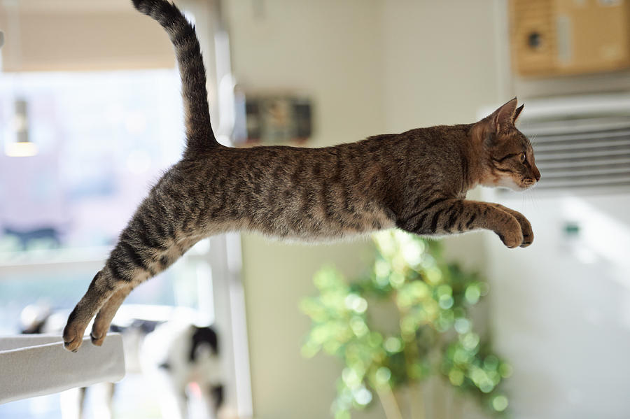 Cat jumping in the room Photograph by Akimasa Harada