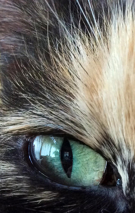 Cats eye  Photograph by Kate Gibson Oswald