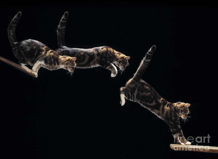 Cat Leaping Sequence Photograph by Stephen Dalton