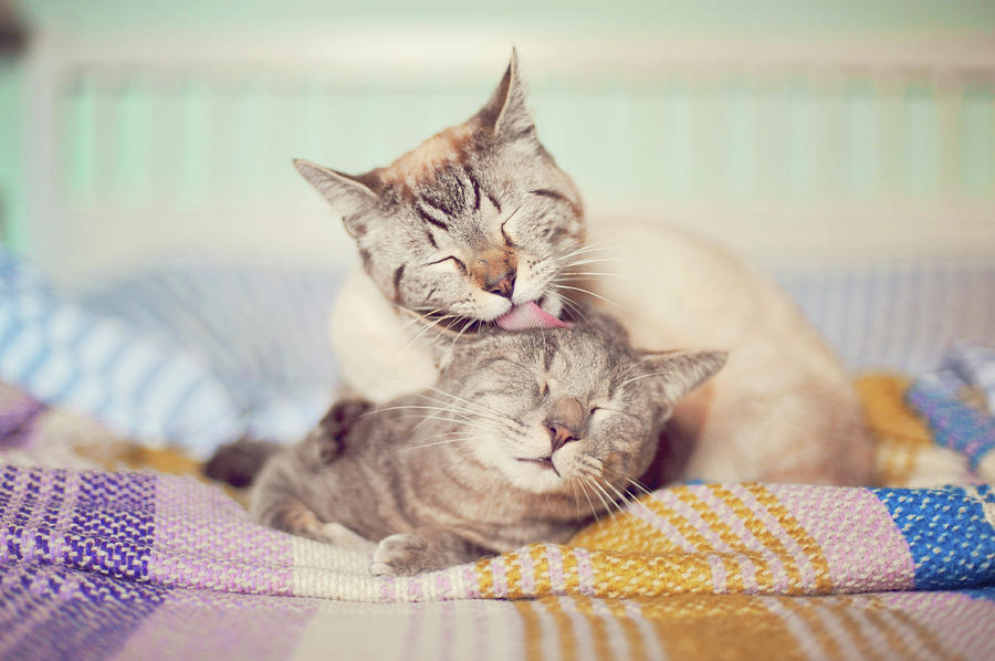Furniture Photograph - Cat Licking Another Cat by Viola Tavazzani Photography