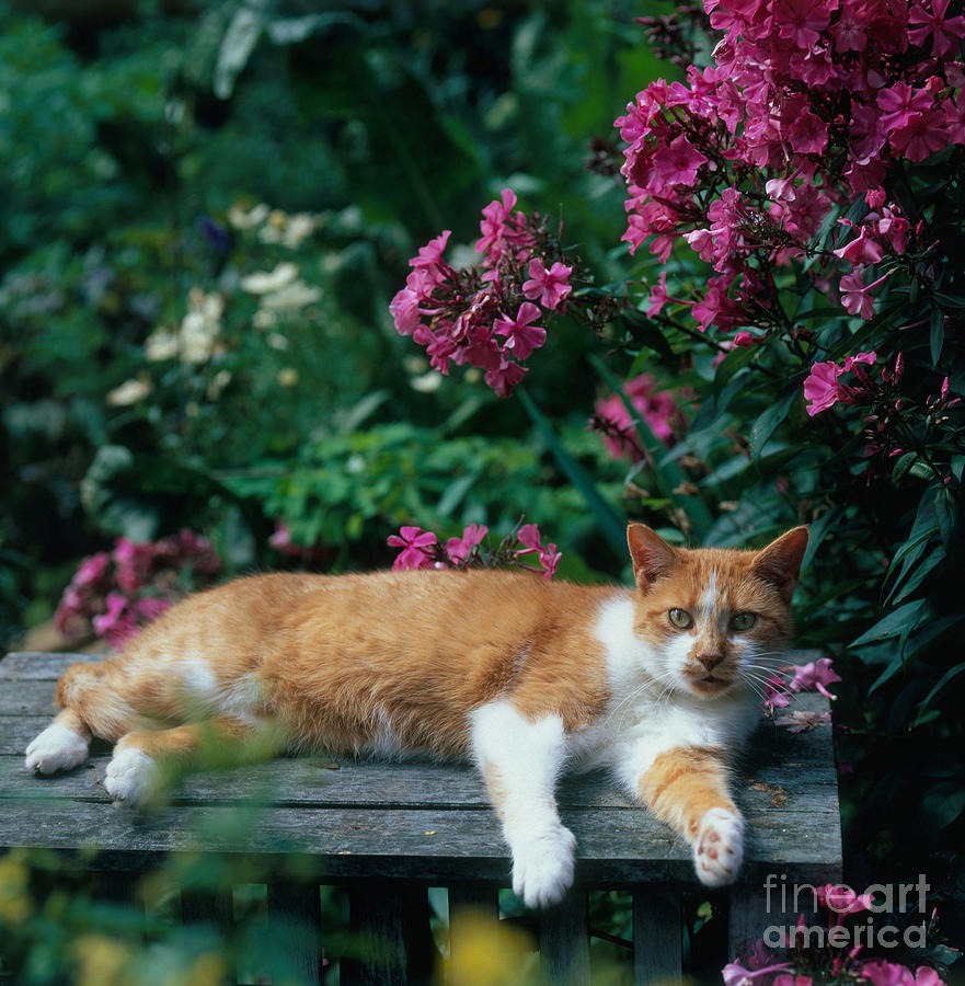 Cat Loafing In A Garden Photograph by Hans Reinhard - Pixels