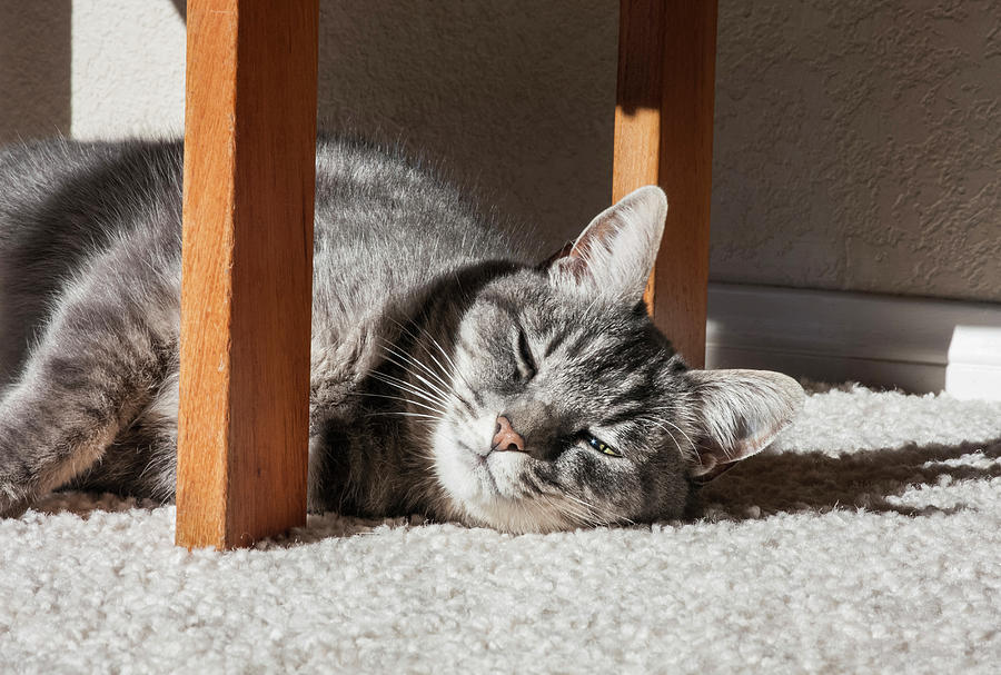 Animal Photograph - Cat Lying In The Sun by Zandria Muench Beraldo