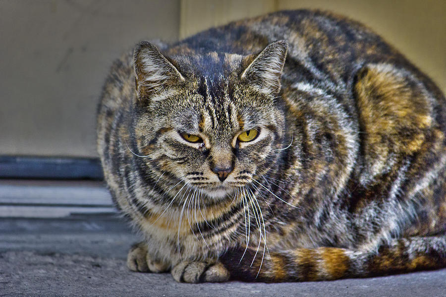 Cat Mean Stare Photograph By Samko Sam - Fine Art America