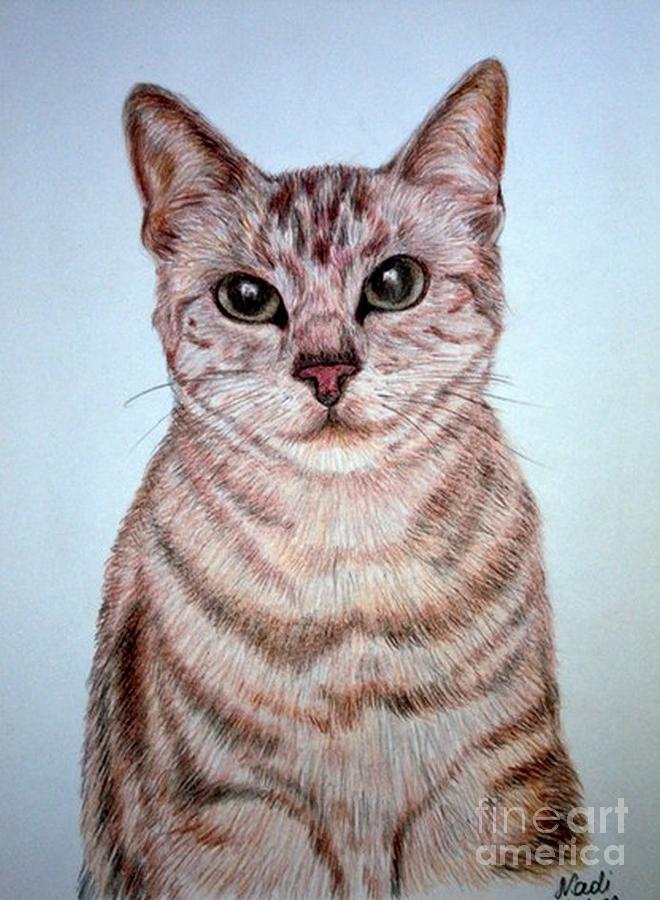 cat Drawing by Nadi Sabirova