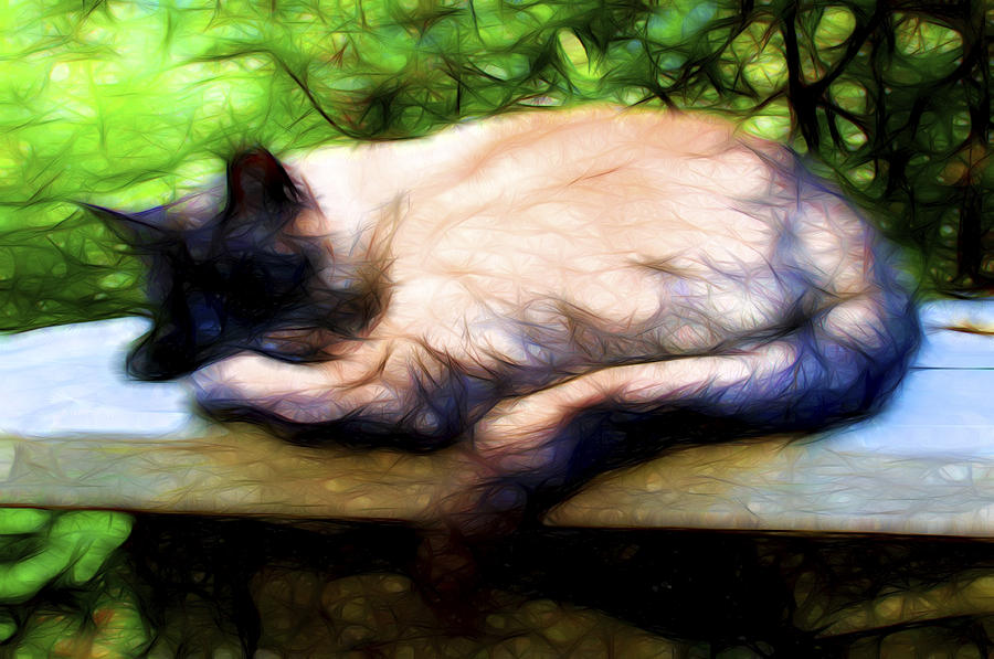 Cat Nap 2 Digital Art by William Horden