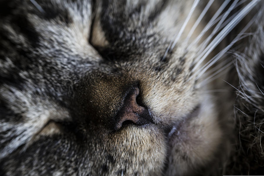 Cat Photograph - Cat Nap by Andrew Pacheco