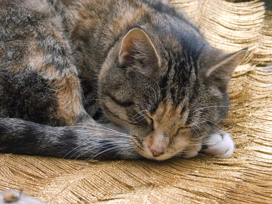 Cat Nap Photograph by Bonnie Sue Rauch