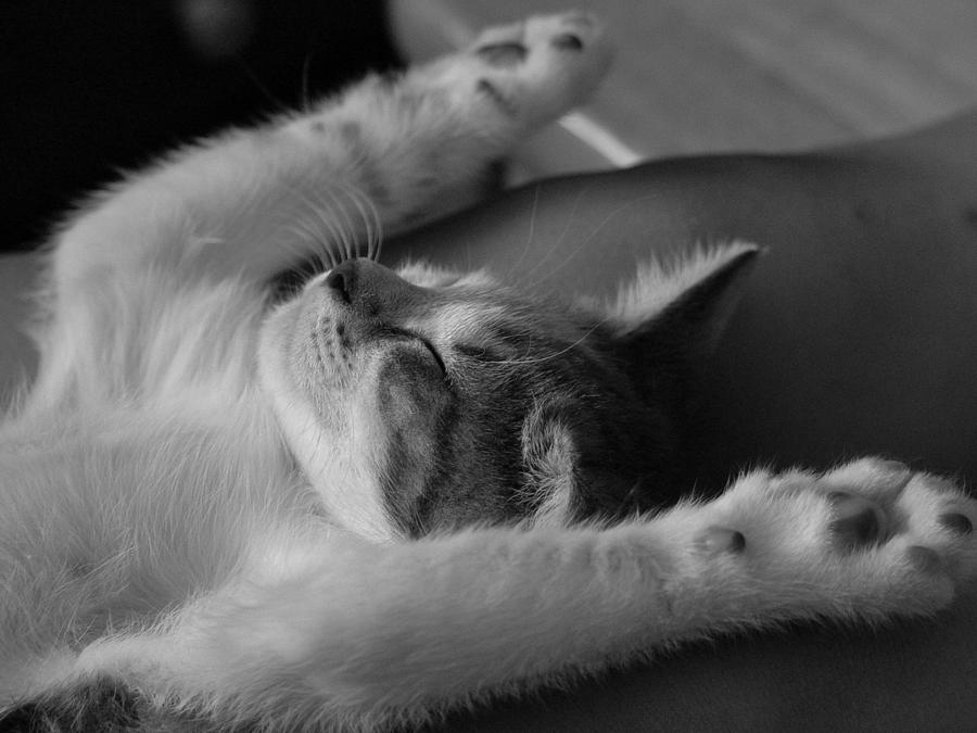 Cat Nap bw Photograph by Elizabeth Sullivan