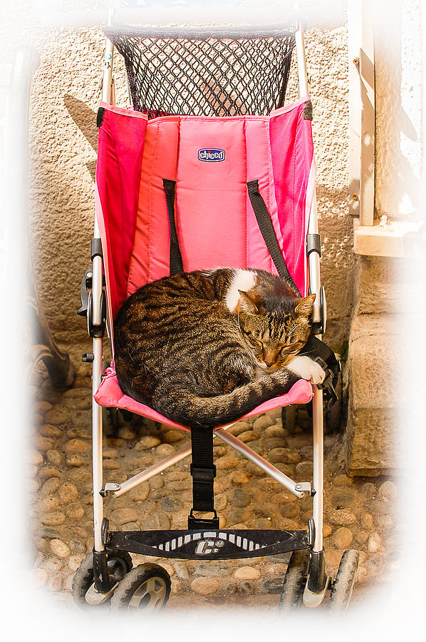 Cat nap Photograph by Dany Lison | Fine Art America