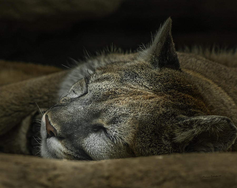 Cat Nap Photograph by Ernest Echols