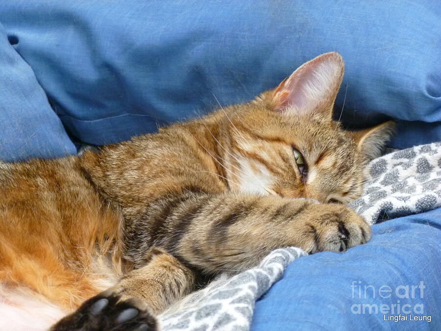 Cat Nap Photograph by Lingfai Leung