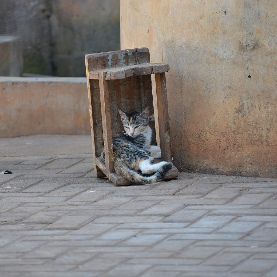 Cat Nap Photograph by Ronda Broatch