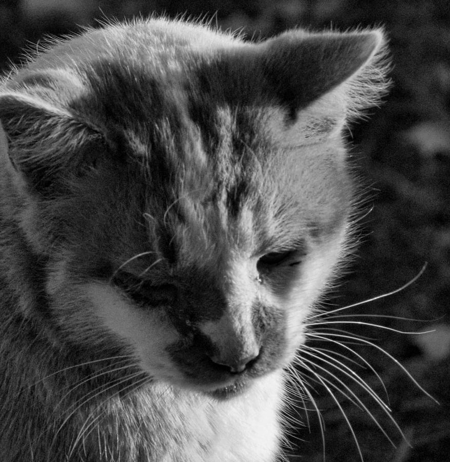 Cat Nap Photograph by Shannon Story - Fine Art America