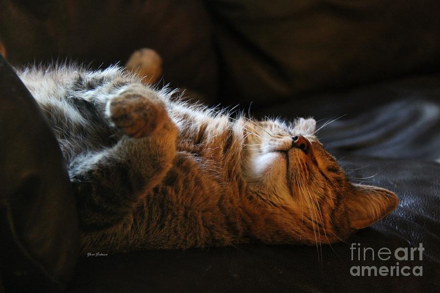 Cat Nap Photograph by Yumi Johnson