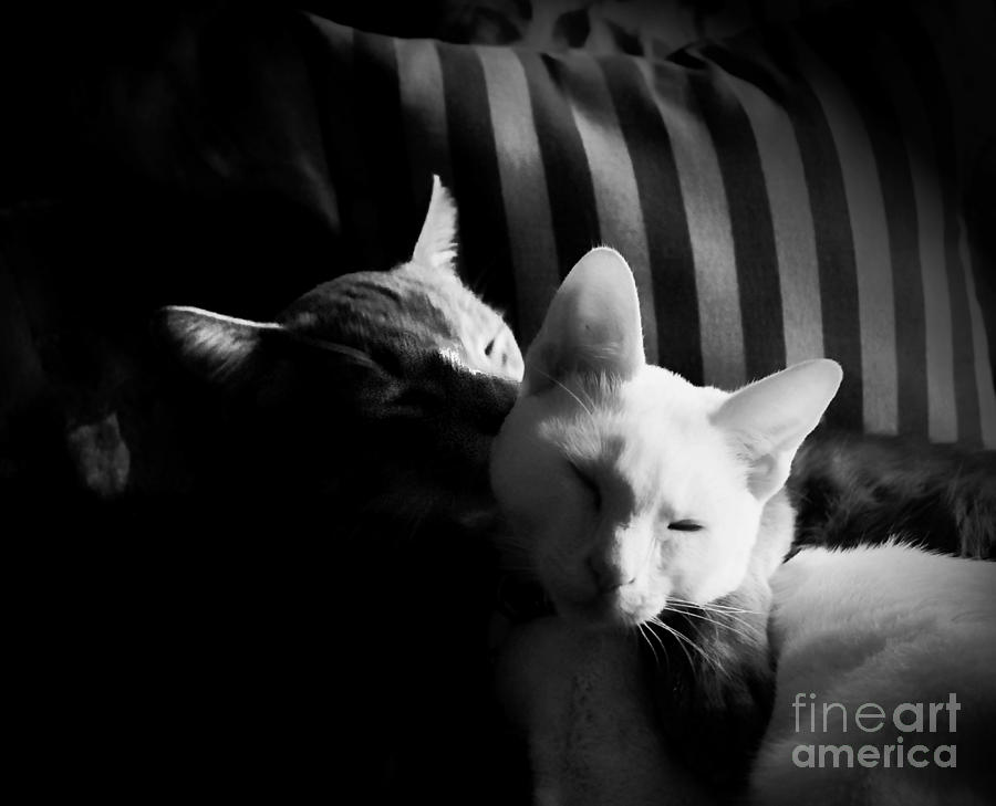 Cat Noir Photograph by John  Kolenberg