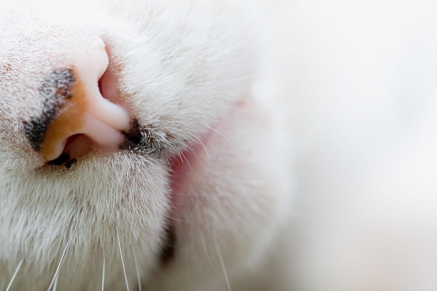Cat Nose Photograph by Melinda Fawver