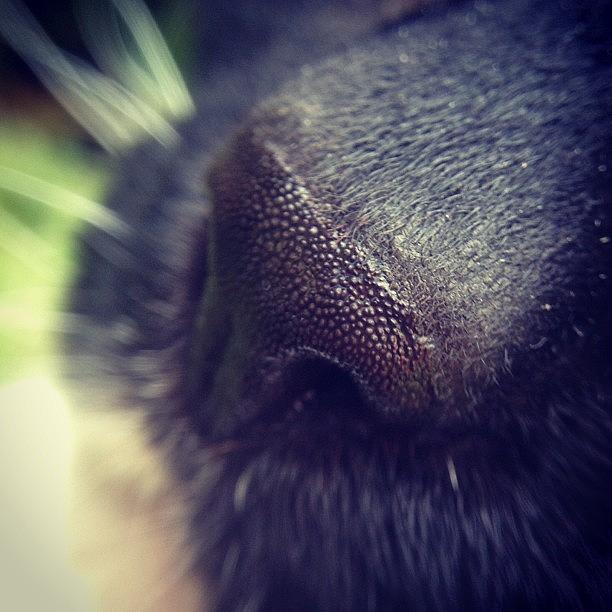 Cat Photograph - Cat Nose by Nic Squirrell