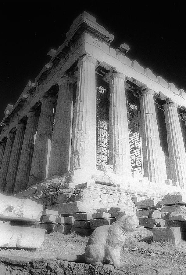 Landmark Photograph - Cat of Parthenon by Andonis Katanos