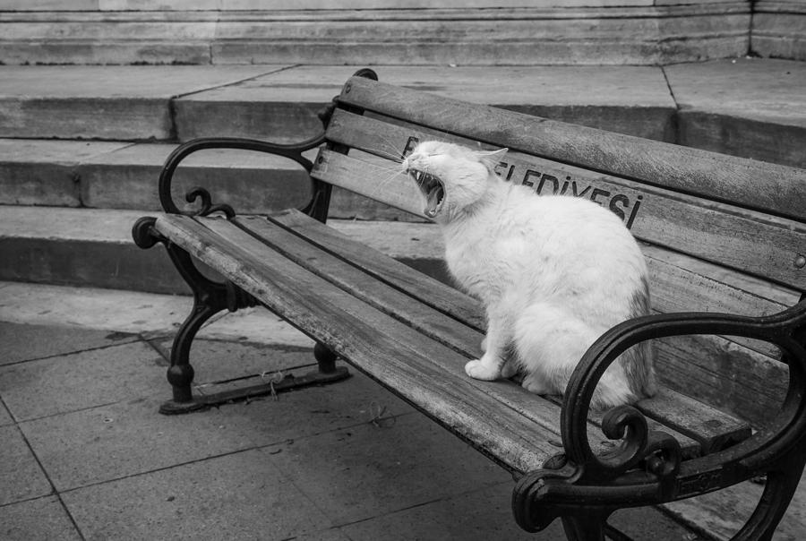 Cat on a bench Photograph by Shirley Radabaugh