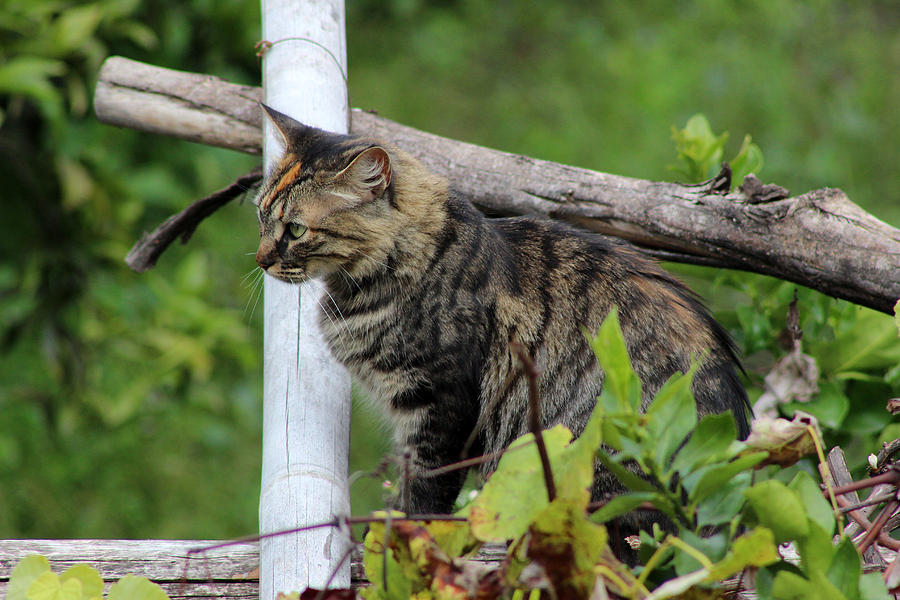 Cat On A Fence Post Photograph By Robert Hamm Fine Art America