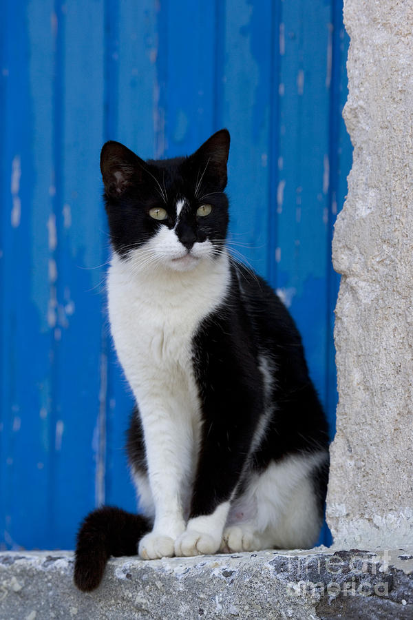 Cat On A Greek Island Photograph by Jean-Louis Klein and Marie-Luce Hubert
