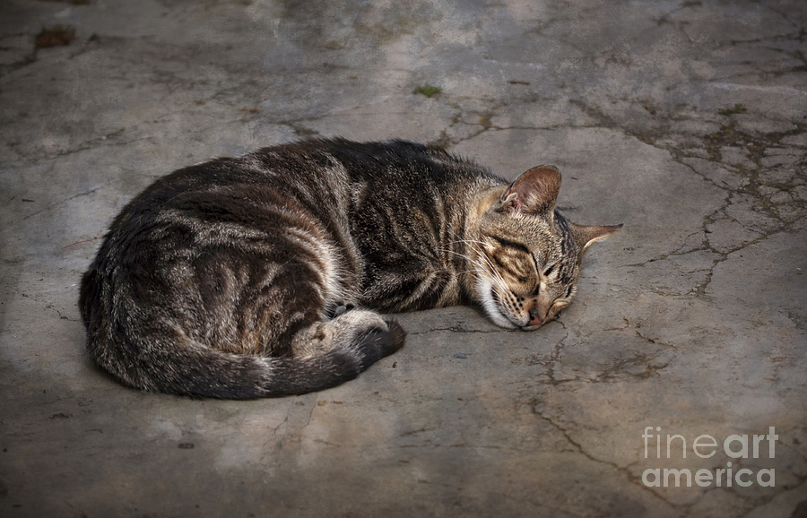 Cat Photograph - Cat on a hot summer day by Mary Machare