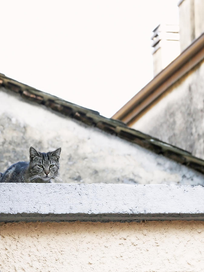 Cat on a Roof Photograph by Brooke T Ryan