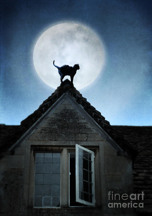 Cat on a Roof in the Moonlight Photograph by Jill Battaglia
