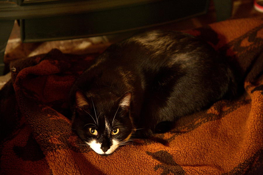 Cat on a Rug by Wood Stove Photograph by Michael Dougherty