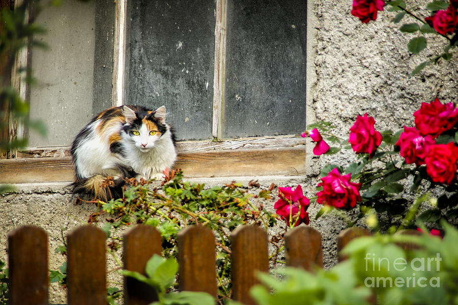 Flower Photograph - Cat On A Sill by Timothy Hacker