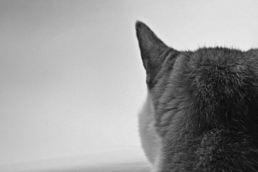 Cat on alert Photograph by Jessica Brown