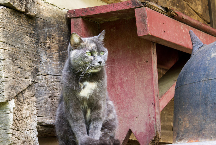 Cat Photograph - Cat on Back Porch by Douglas Barnett